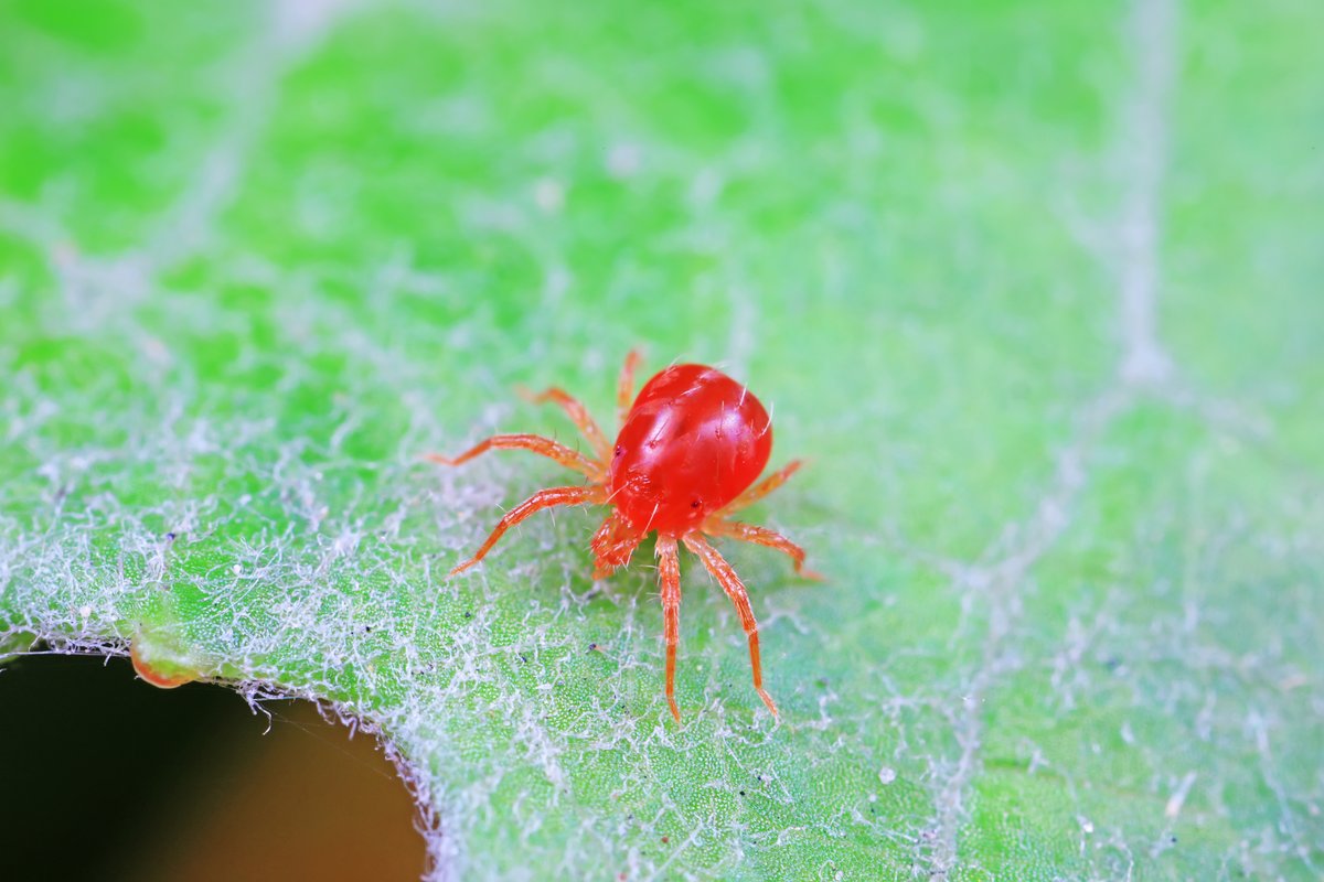 Foto: “chinahbzyg”/ Shutterstock