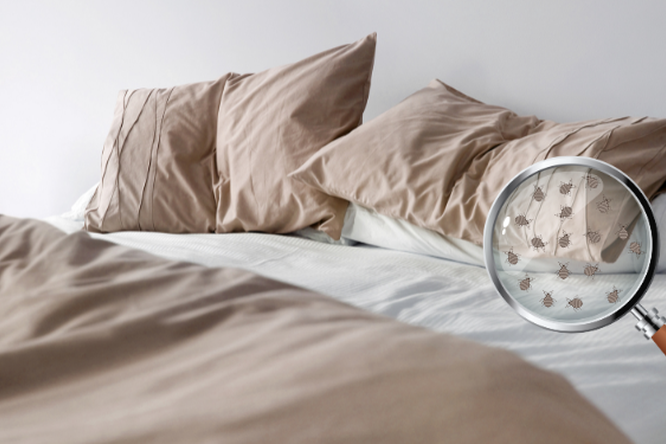 Bettwanzen erkennen, vorbeugen und bekämpfen