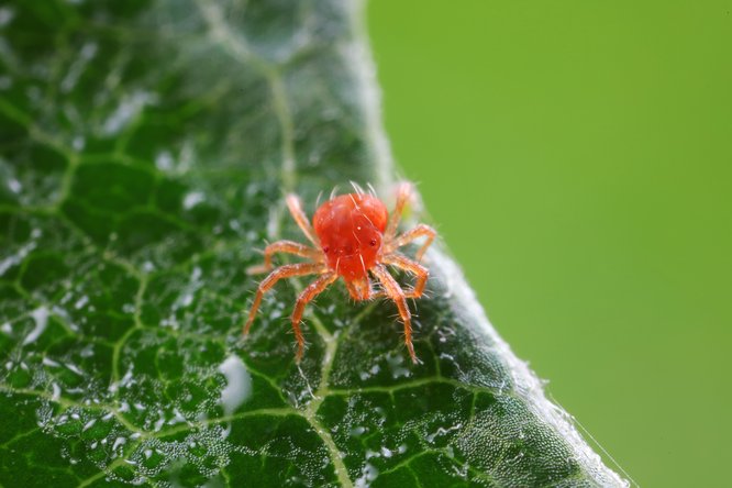 Foto: "chinahbzyg”/ Shutterstock