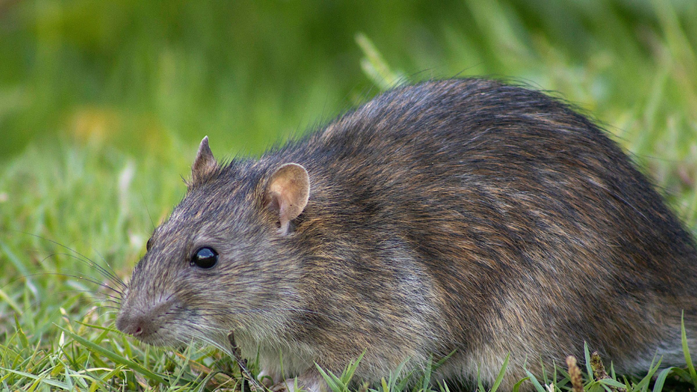 Rattus Norvegicus | Knoll Kammerjäger, Hard